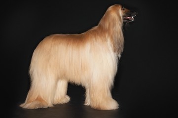 Profile Of Afghan Hound Standing