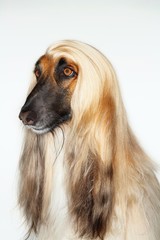 Closeup Of Afghan Hound