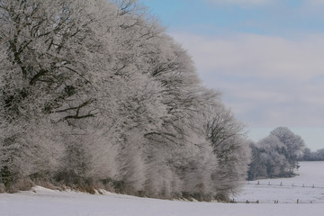 winter landscape with trees and snow