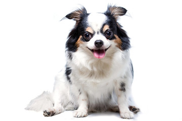 dog on white background