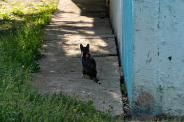 Obraz na płótnie Canvas Young tortoiseshell cat sitting in shadow near blue wall of building. Homeless european shorthair cat is need more eat, play and sleep; because she hasn't master. Landscape orientation. Copy space.