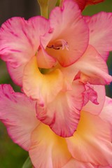 Obraz na płótnie Canvas Close up of a pink gladiolus flower