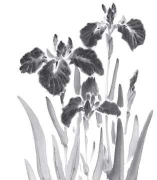 花菖蒲 イラスト 水墨調 Stock イラスト Adobe Stock