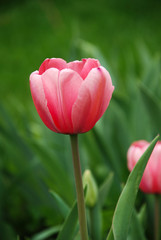 Close up of pink tulip in the garden with copy space. Vertical orientation