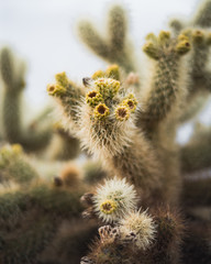 Cholla Cactus Garden Joshua Tree