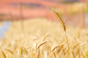Barley in field conversion test at North Thailand,rice golden color,ear barley,grain dry
