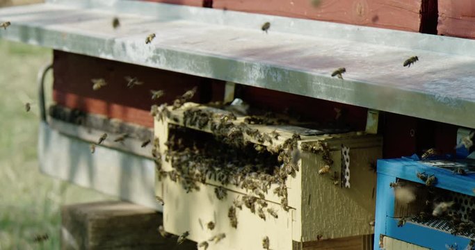 bees in front of the hive super slowmotion