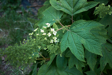 Hydrangea quercifolia