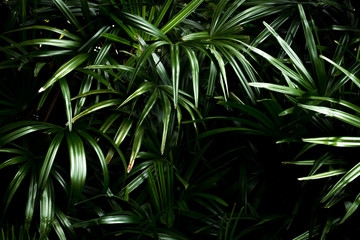 Palm leaves with green in nature for background texture.