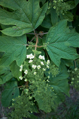 Hydrangea quercifolia