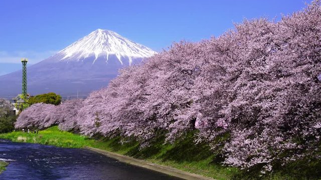 Beautiful cherry blossoms in spring and fuji mountains in Shizuoka, Japan.