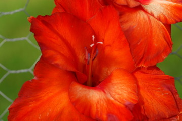 Close up of a red Gladiolus flower