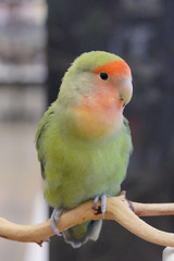 parrot on a branch
