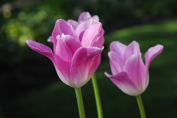 Close up of pink tulip flowers
