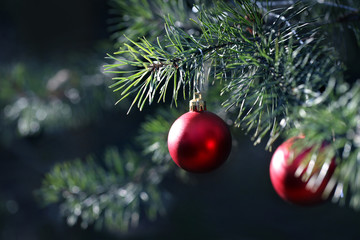 Red Christmas ornaments on pine branches.