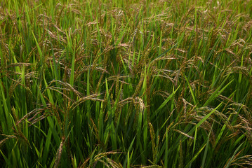 Oryza sativa