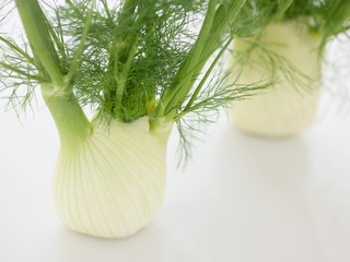 Stalk of Fennel