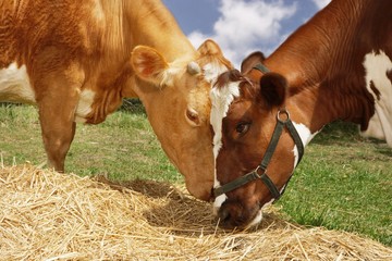 Two Brown Cows Eating Hay In Field