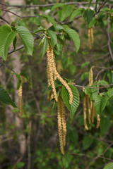 Ostrya carpinifolia