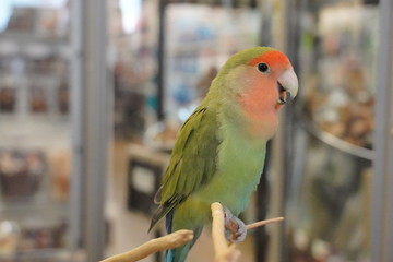 parrot on a branch