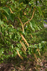 Ostrya carpinifolia