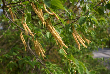 Ostrya carpinifolia