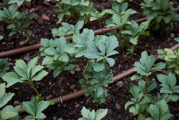 Pachysandra terminalis