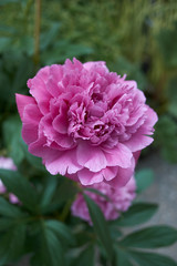 Paeonia suffruticosa