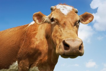 Closeup Of Brown Cow Against Sky