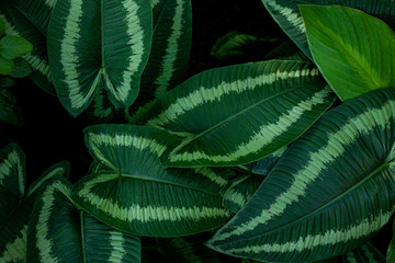 abstract green leaf texture, nature background, tropical leaf