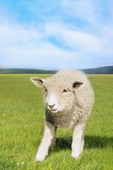 Sheep In Green Field