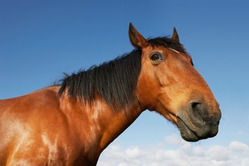 Brown Horse Against Sky