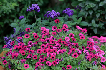 Petunien Pflanze und Vanilleblume im Gartenbeet