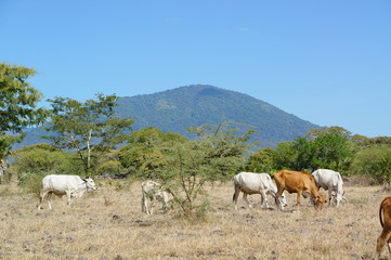 The savanna is dominated by dry grass and a few trees that spread wide with mountain and canyon background, it can be seen that some savanna inhabitants are looking for food.