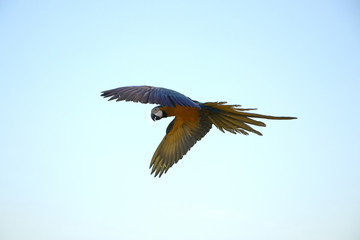 A Macaw parrot flying, blue sky background