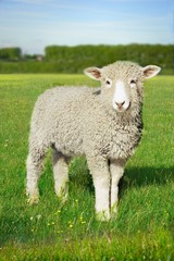 Lamb In Green Field
