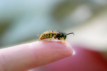 small dangerous insect wasp stings a man's finger with a sharp needle in a summer garden - obrazy, fototapety, plakaty