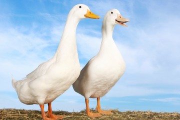 Two Geese Against Blue Sky