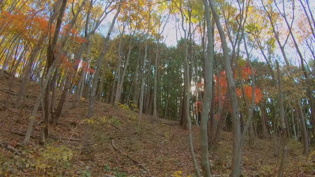 美しく紅葉した木と落ち葉の登山道