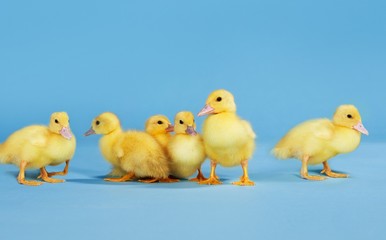 Ducklings On Blue Background