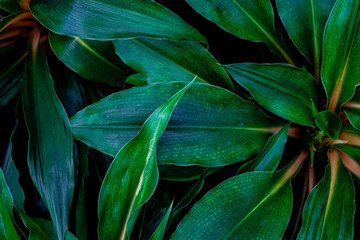 abstract green leaf texture, nature background, tropical leaf