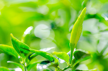 Closeup Green Chilli peppers, fresh green chilli has water droplets in morning time.