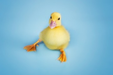 Duckling On Blue Background