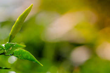 Closeup Green Chilli peppers, fresh green chilli has water droplets in morning time.