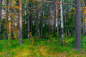 Fototapeta na wymiar A sunny day in the autumn forest. The warm autumn sun illuminates the path in the colorful autumn forest.