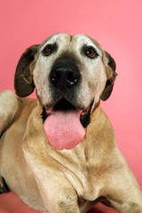 Obraz premium Closeup Of Dog Panting