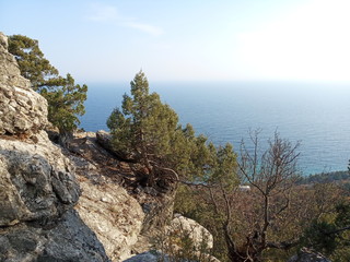 pine trees on gray rocks