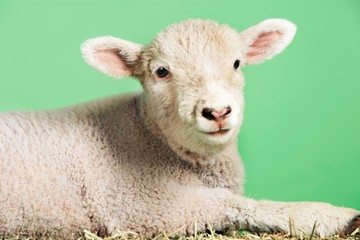 Lamb Against Green Background