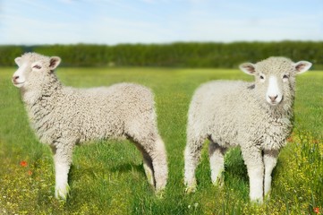 Naklejka na ściany i meble Lambs In Field