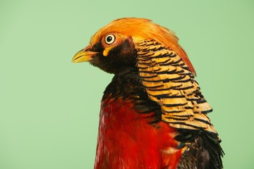Pheasant On Green Background